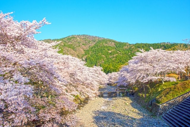 七谷川沿い 桜